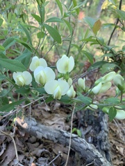 Baptisia bracteata leucophaea