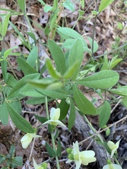 Baptisia bracteata leucophaea