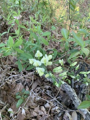 Baptisia bracteata leucophaea