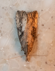 Hypena humuli