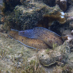 Gymnothorax annasona