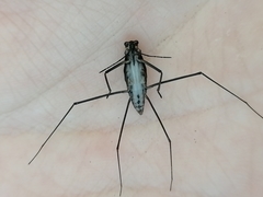 Aquarius chilensis