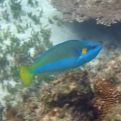 Anampses elegans