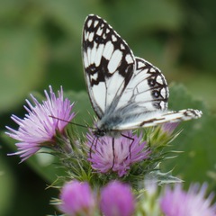 Melanargia occitanica