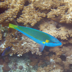 Anampses elegans