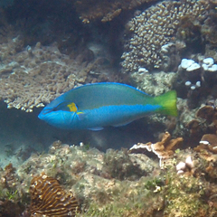 Anampses elegans