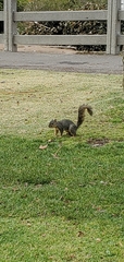 Sciurus niger