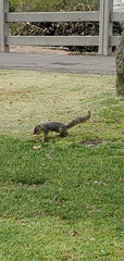 Sciurus niger