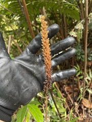 Prescottia stachyodes