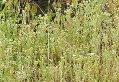 Plantago afra