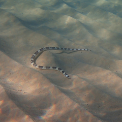 Leiuranus versicolor
