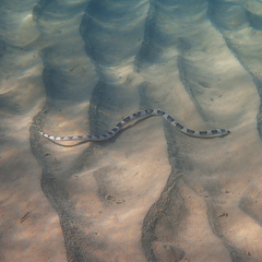 Leiuranus versicolor