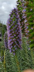 Echium candicans