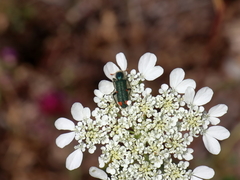 Trichodes quadriguttatus