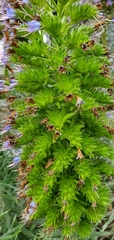 Echium candicans