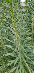 Echium candicans