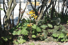 Ligularia dentata