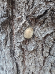 Arthropoda