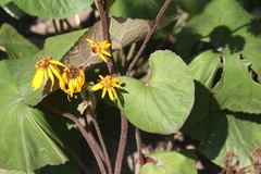 Ligularia dentata
