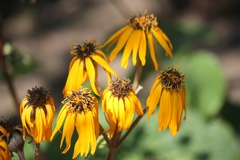 Ligularia dentata