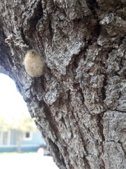 Arthropoda