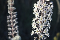 Drimia pancration