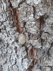 Arthropoda