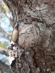Arthropoda