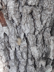 Arthropoda
