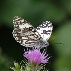 Melanargia occitanica