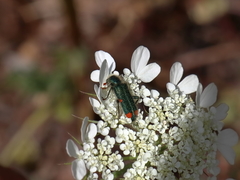 Trichodes quadriguttatus