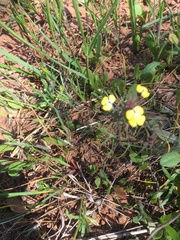 Triphysaria eriantha