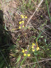 Triphysaria eriantha