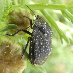 Psacasta exanthematica