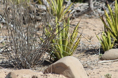 Agave datylio