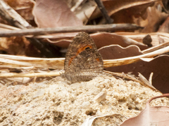 Heteropsis ankaratra