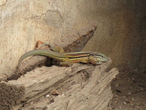 Mexican Racerunner