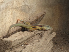 Aspidoscelis guttatus