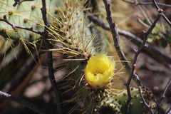 Opuntia comonduensis