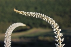 Drimia pancration