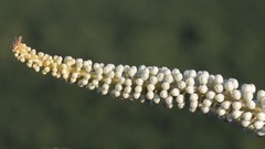 Drimia pancration