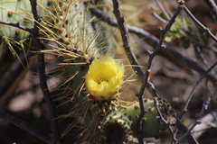 Opuntia comonduensis