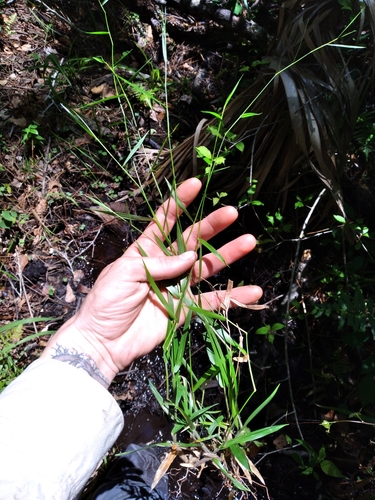 Image of Dichanthelium lucidum by (c) Scott Ward, some rights reserved (CC BY)