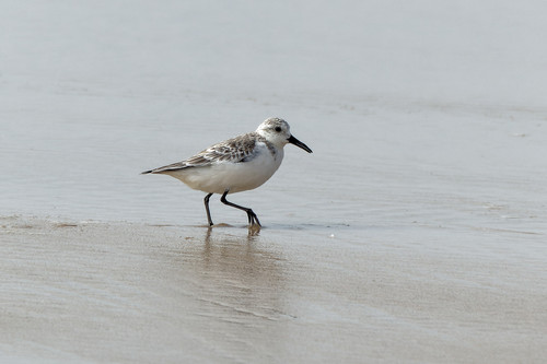 Correlimos tridáctilo (Calidris alba)