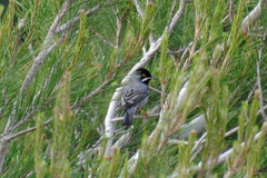 Curruca ruppeli