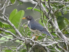 Turdus reevei