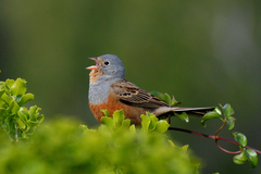 Emberiza caesia