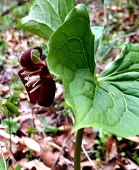 Trillium flexipes