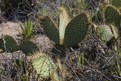Opuntia comonduensis