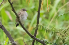 Syrtidicola fluviatilis